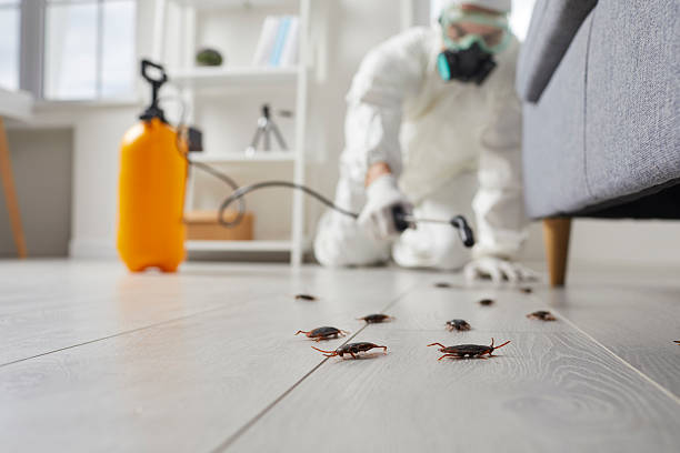 Commercial Rodent Management in Reading